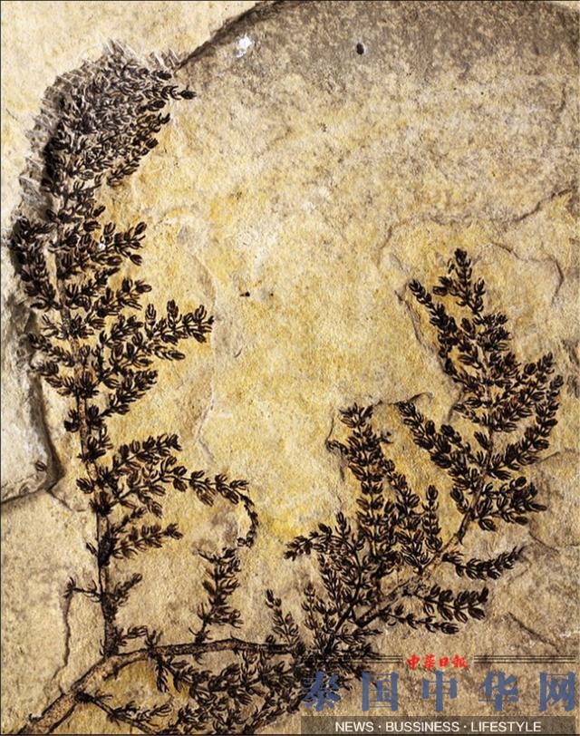 美国发现最古老花朵化石 距今1亿3千年
