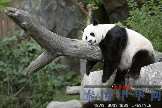 美国华盛顿动物园怀孕大熊猫 最快下周生产(图)