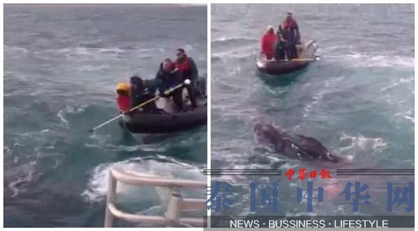 年幼座头鲸被困住 新西兰救援队成功解救