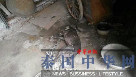 河南一化工厂氨气泄漏 村民称事故致一老人身亡