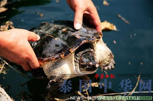 英媒：中国每年放生2亿只动物 成和尚摇钱树