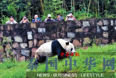 世界最老雄性大熊猫迎30岁生日 后代有130多只