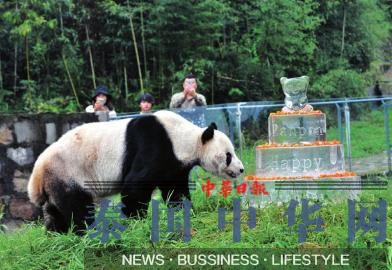 世界最老雄性大熊猫迎30岁生日 后代有130多只