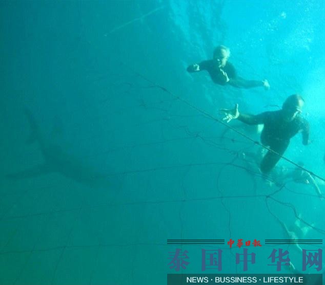 澳潜水者水下拍照时未察觉身后潜伏大鲨鱼(图)