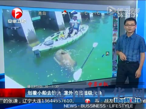 青岛渔民捕获4米长重619斤超级“箭鱼王”