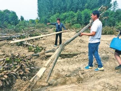 郑州近十亩苗圃绿化树一夜被毁 村民地里大哭