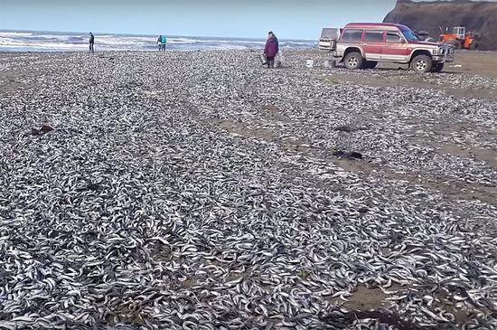 俄罗斯数万沙丁鱼被冲上岸 民众开车捡鱼(图)