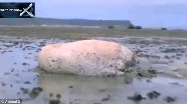 日本海啸后神秘生物现身海滩 身似鲸鱼皮似岩石