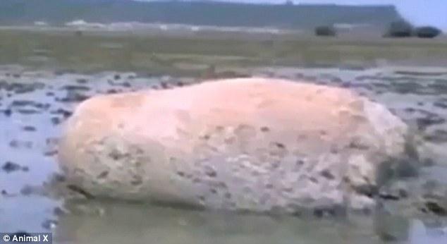 日本海啸后神秘生物现身海滩 身似鲸鱼皮似岩石