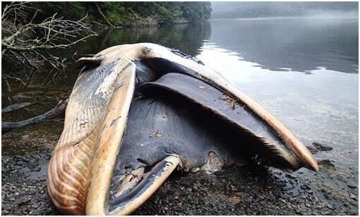 智利南部搁浅337头鲸鱼 科学家称或死于赤潮
