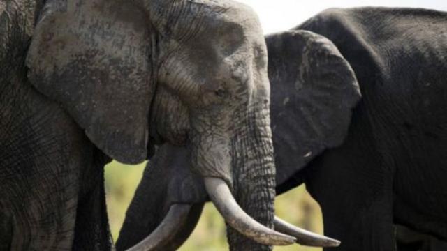 津巴布韦将向中国增加野生动物出口