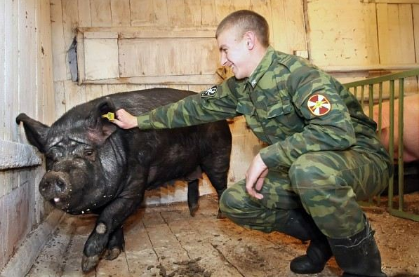 西方制裁背景下 俄罗斯养猪业发展迅速