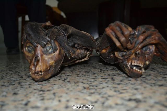 南宁警方缴获国家一级保护动物长尾叶猴干尸