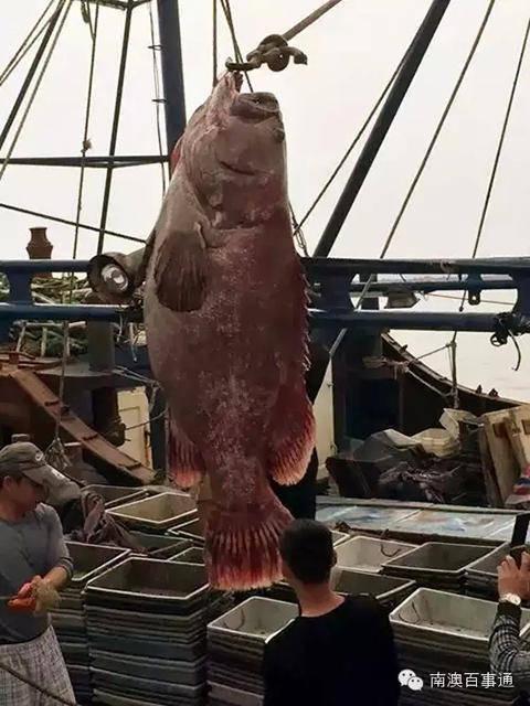 汕头渔民捕获350斤巨型石斑鱼 需吊机才能吊起