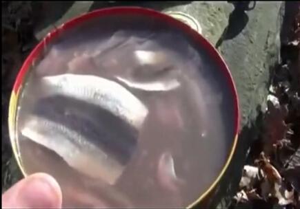 世界最臭食物：鲱鱼罐头！堪称食物届生化武器