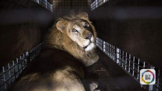 南美33只马戏团狮子获救 搭机回非洲故乡(图)