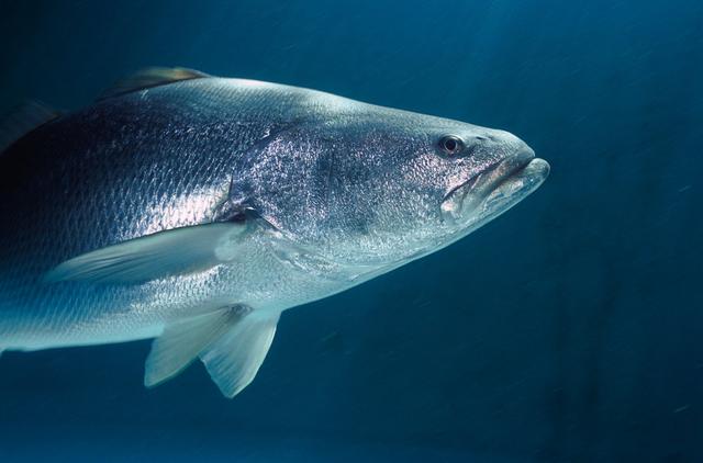 墨西哥濒危鱼类鱼鳔热销中国黑市 1个卖上万美元