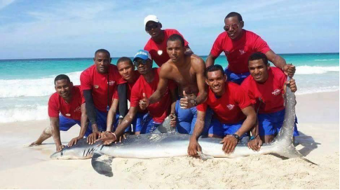 酒店保安和游客强拖鲨鱼上岸自拍 致其死亡，丧心病狂啊！