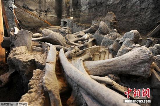 墨西哥猛犸象化石现形 考古学家称距今1万多年