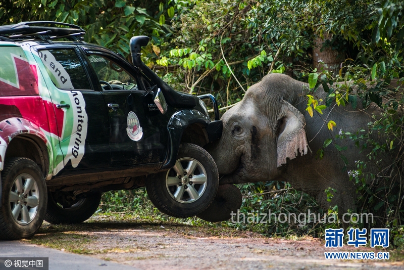 泰国 大象