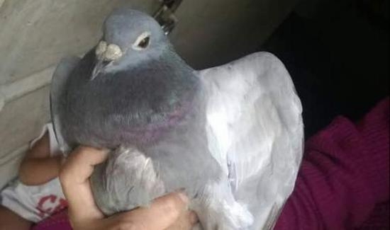 中国鸽子因携带中文标签 被印度怀疑为“间谍鸽”