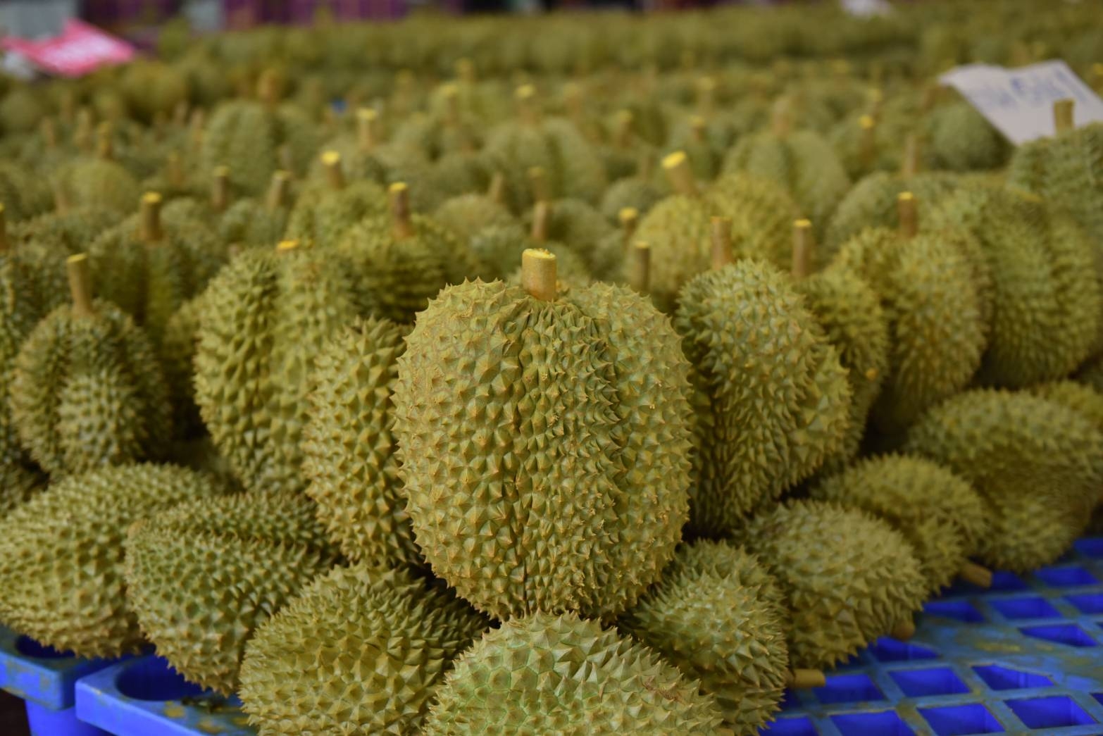 港人排长队抢购泰国榴莲- 泰国中华网