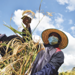 大米稻农减产