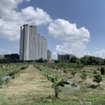 曼谷芭蕉园土地税