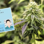 大麻购买新规身份证