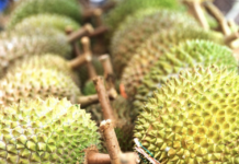 预计26年泰榴莲高产达106万吨 :警惕越南“低价”竞争